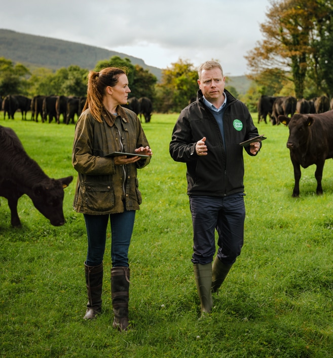 L'élevage en Irlande