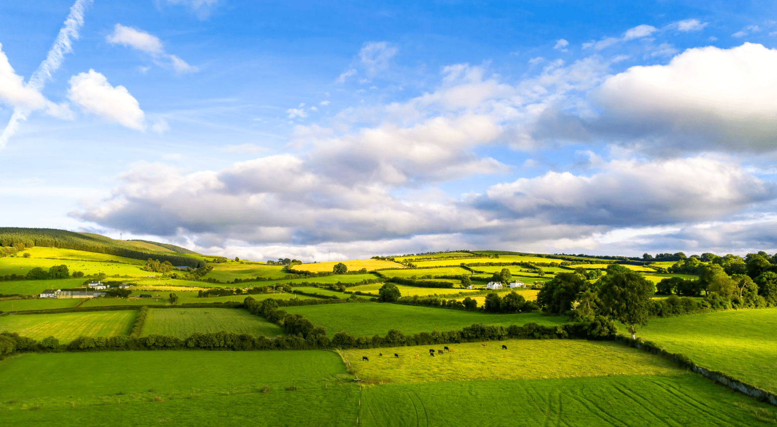 Durabilité - Le bœuf Irlandais