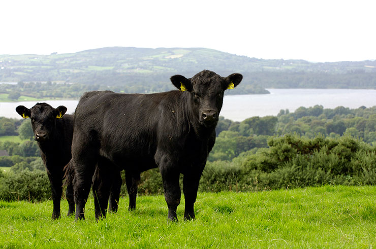 Les races à viande - Le bœuf Irish Angus