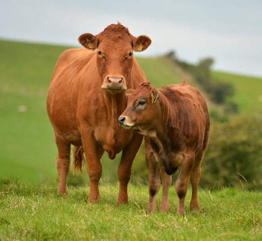 Le Boeuf Irlandais 