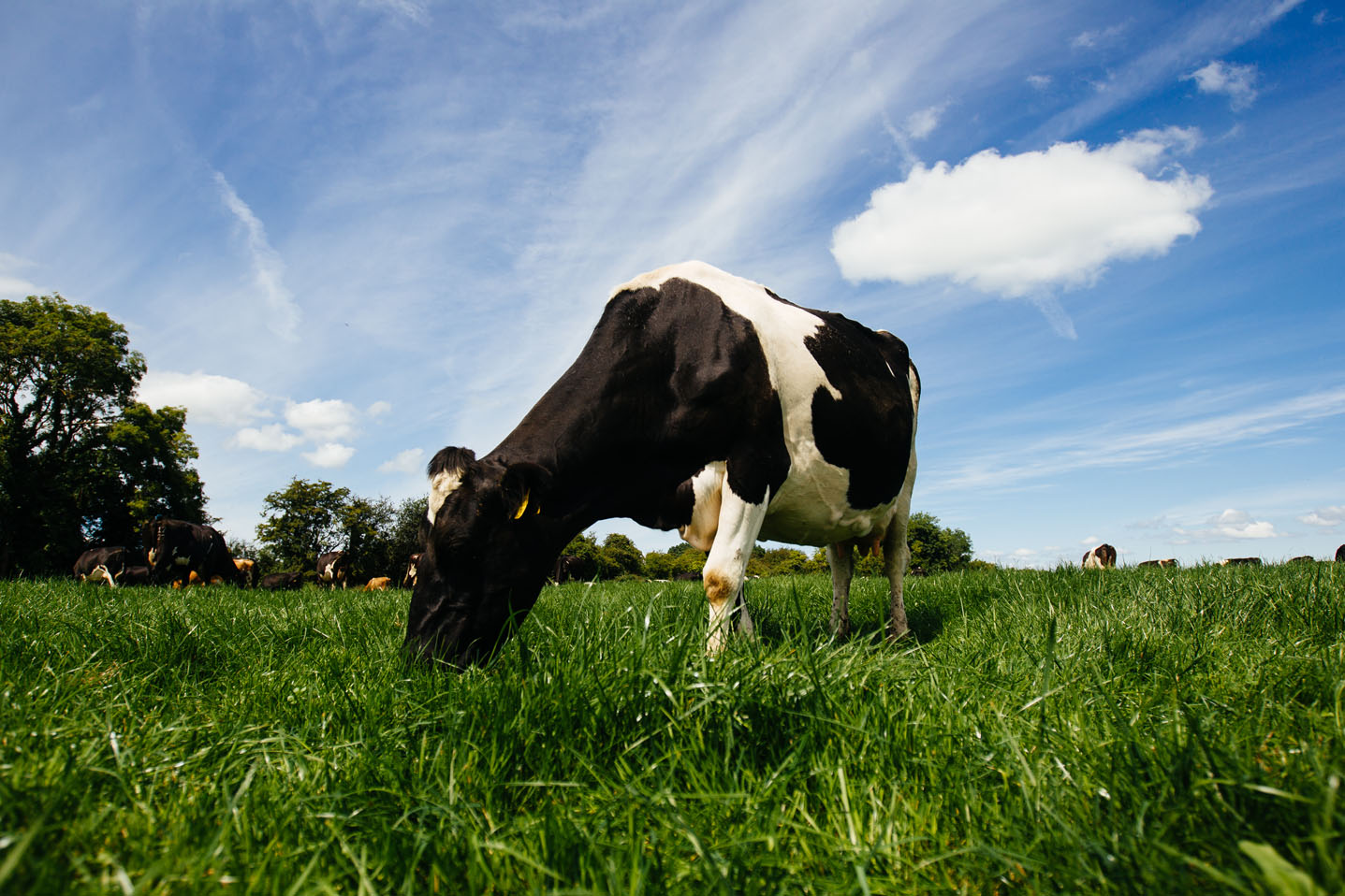 Le Boeuf Irlandais - L’élevage à l’herbe