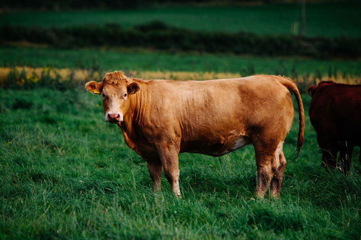 Le Boeuf Irlandais 