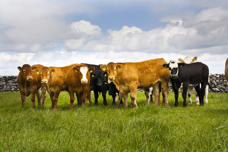 Les races à viande, des produits d’excellence