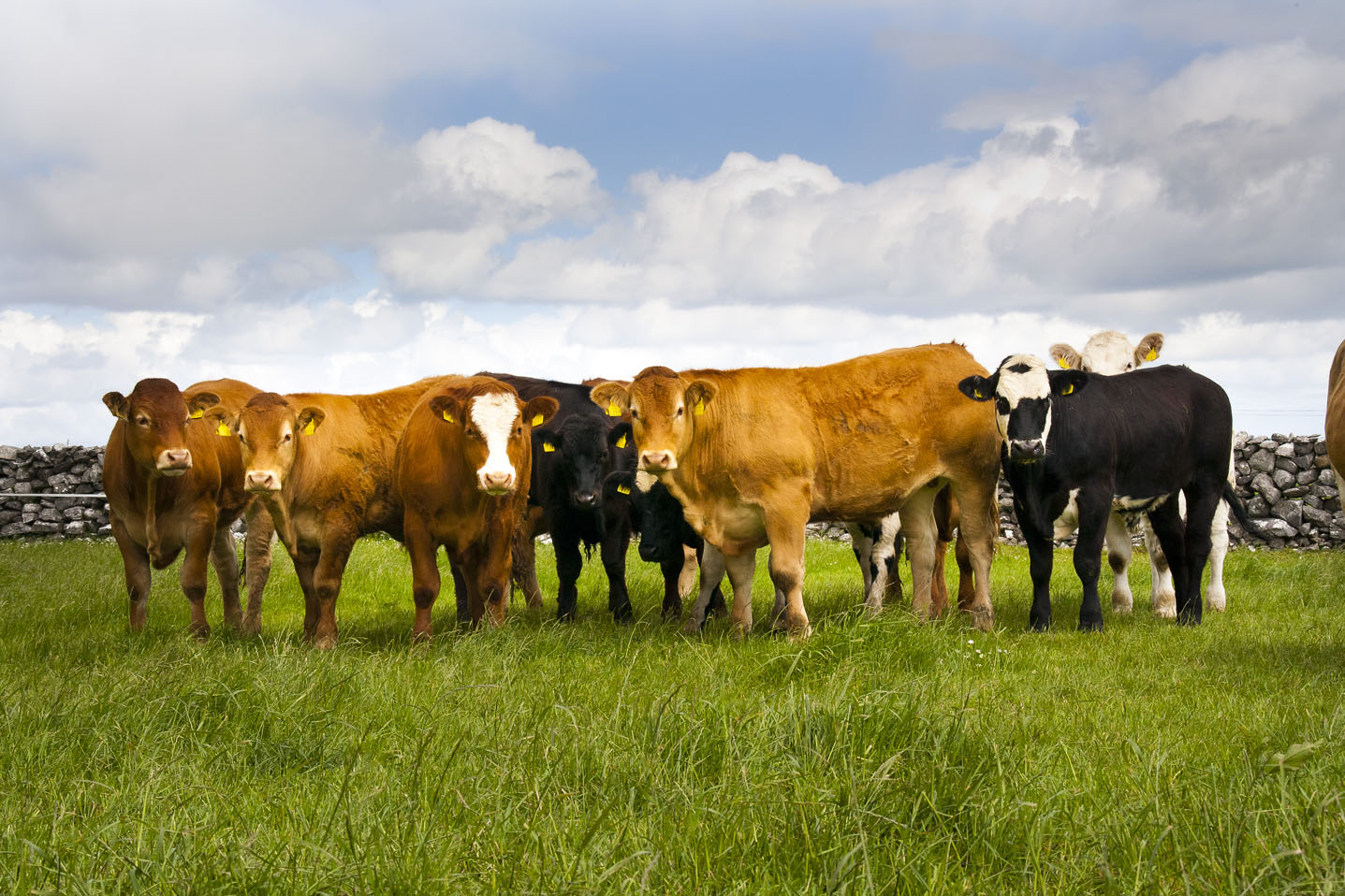 Le Boeuf Irlandais - L’élevage à l’herbe