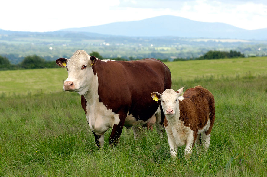 Les races à viande - Le bœuf Hereford irlandais