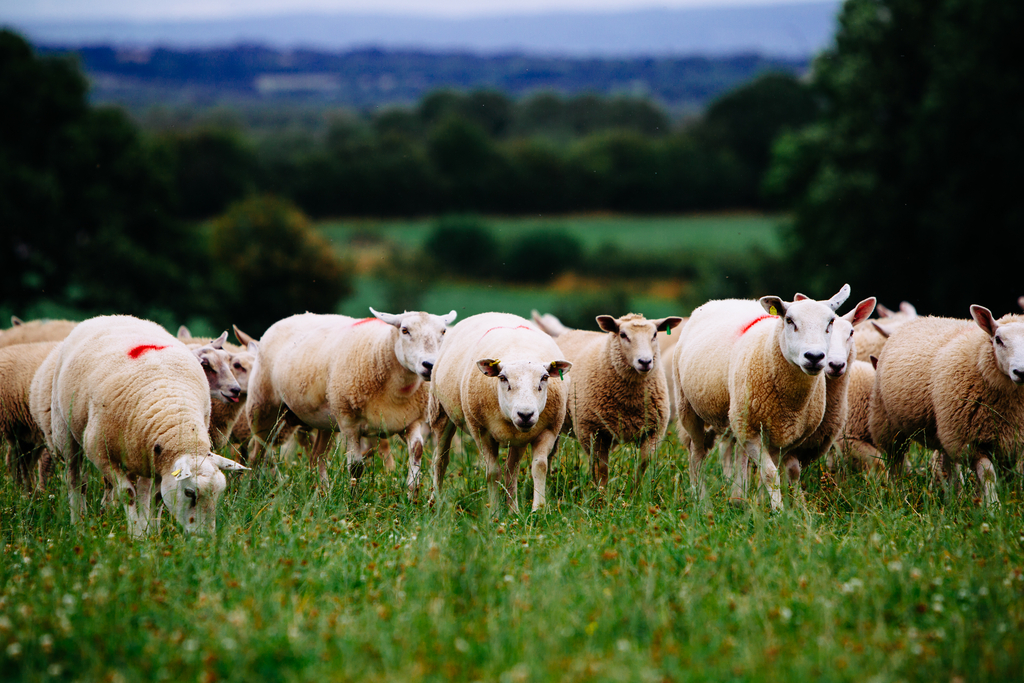 L’Agneau Irlandais