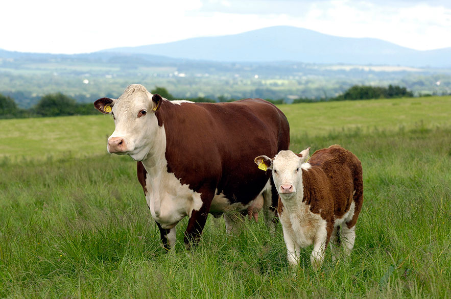 Le bœuf Hereford